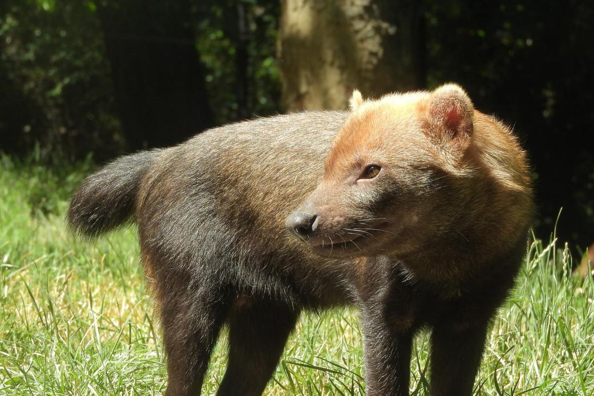 bush dog is a costa rica animal