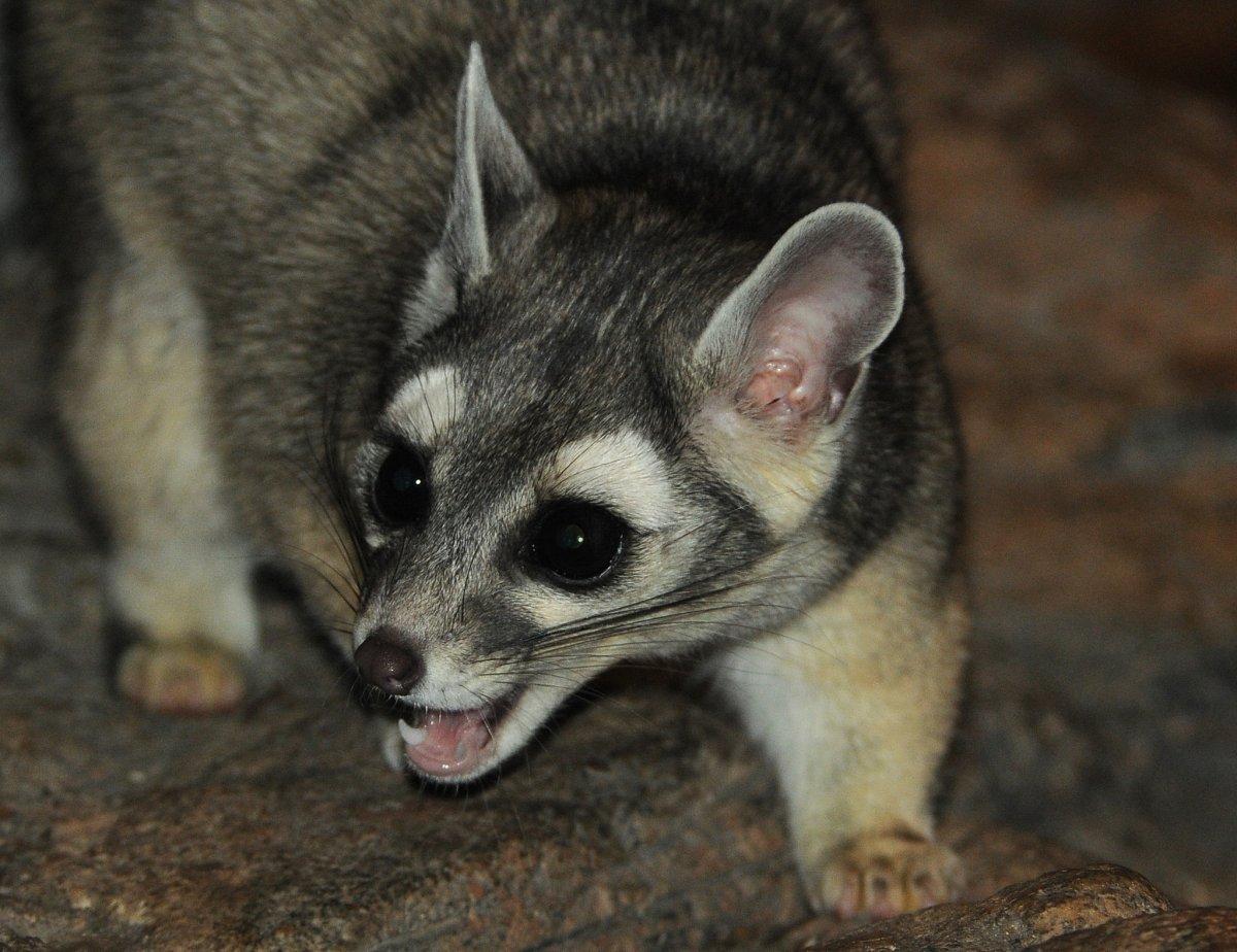 cacomistle is among the animals from el salvador