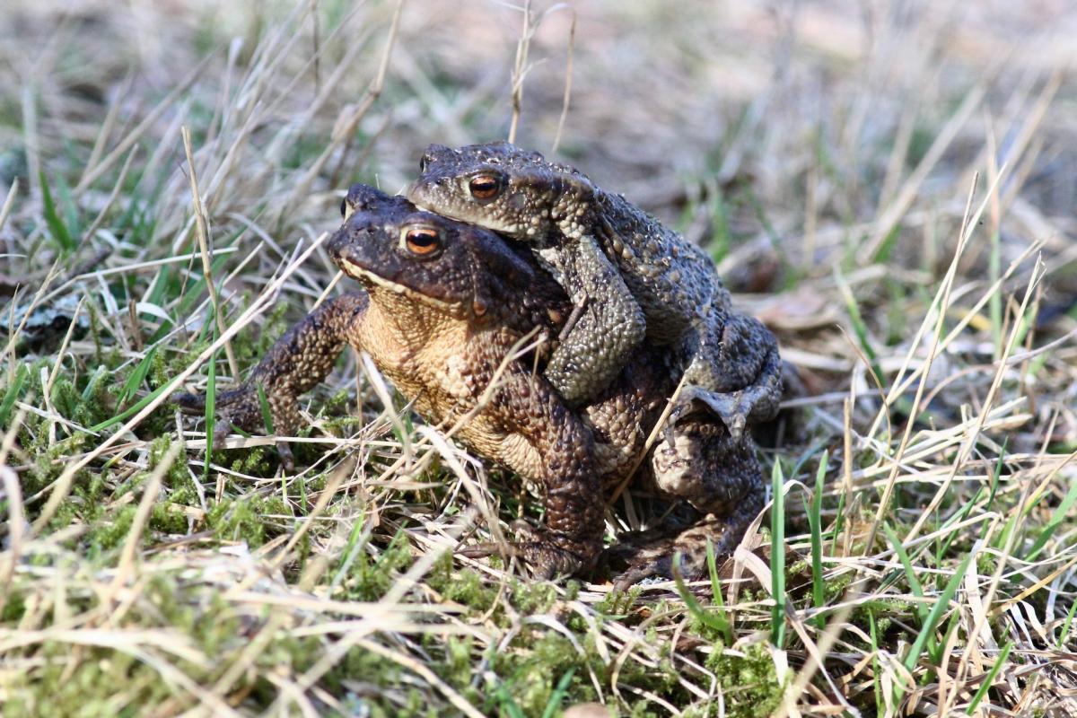 cane toad is one of the guyana wildlife animals