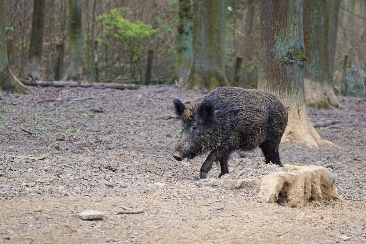 carpathian boar is one of the wild animals in romania