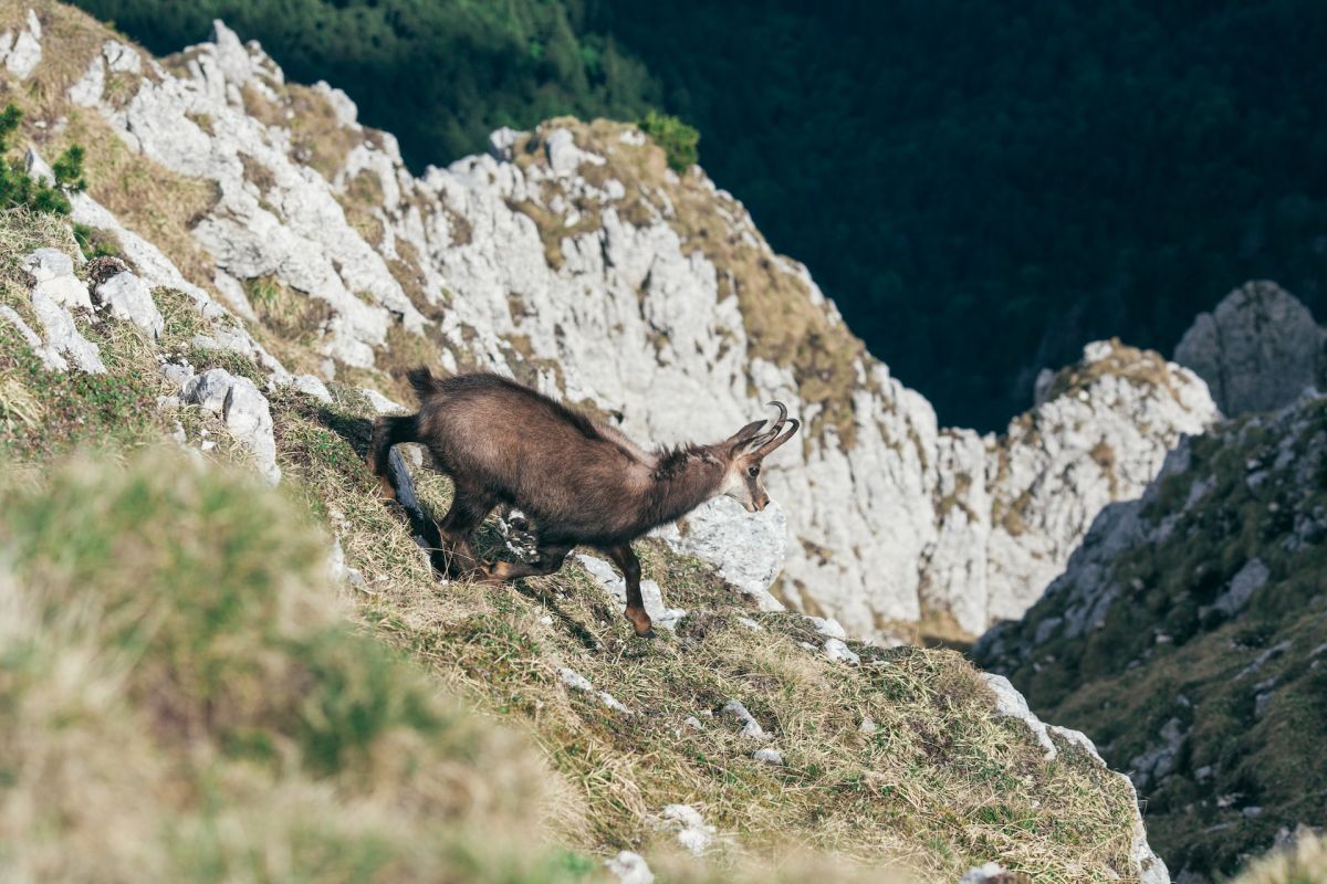 carpathian chamois is one of the romania animals