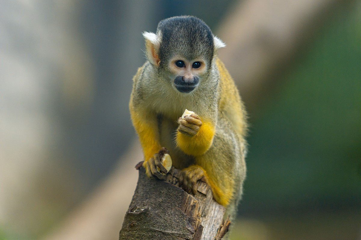 central american squirrel monkey is one of the animal species in costa rica