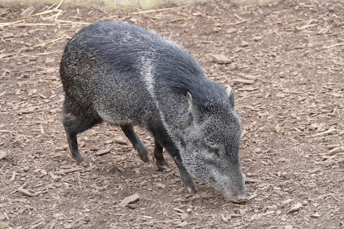 chacoan peccary is part of the wildlife in paraguay