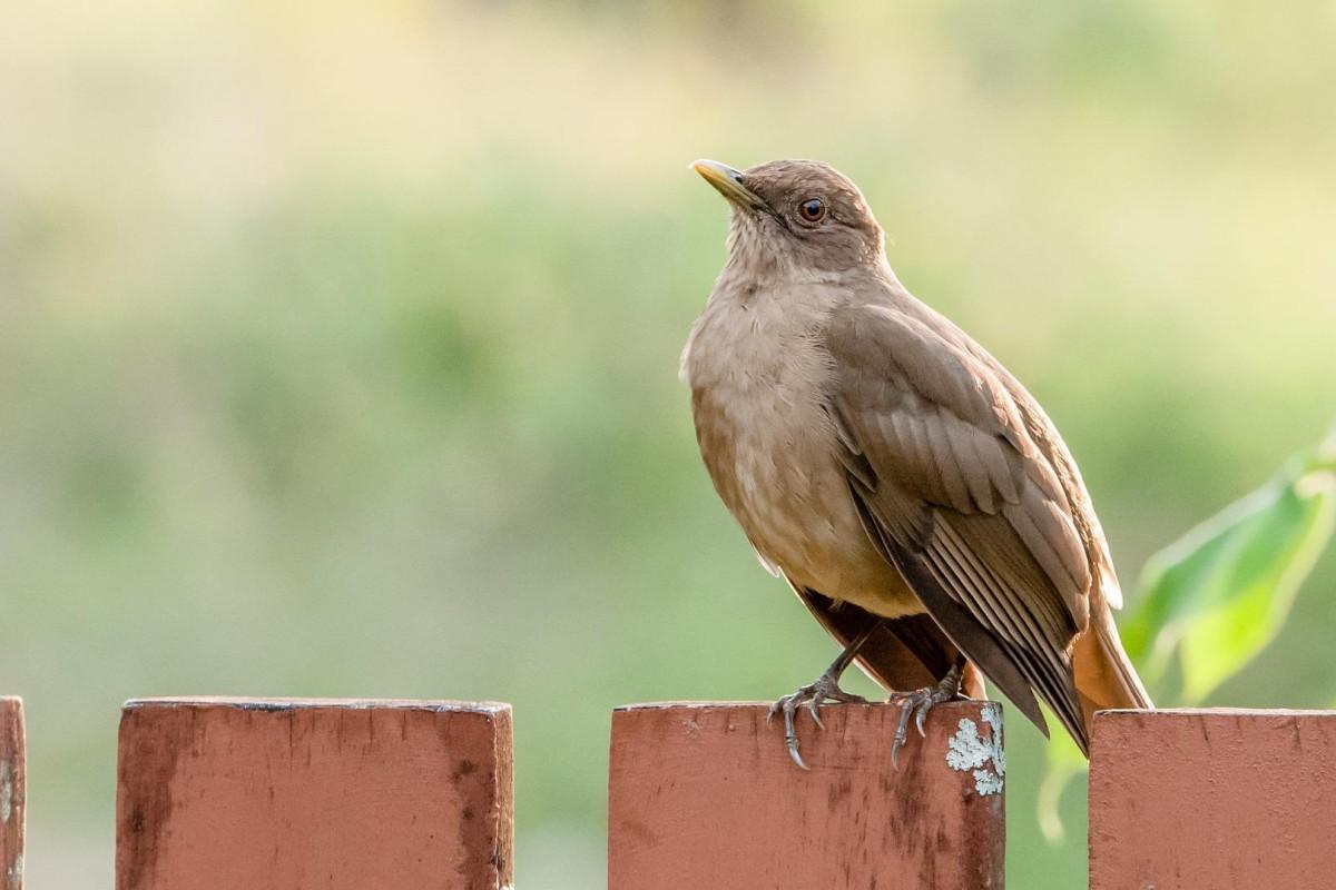 clay-colored thrush is one of the animals native to costa rica