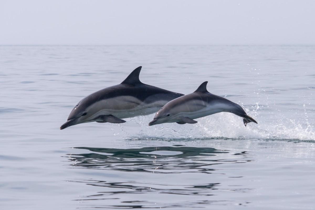 clymene dolphin is one of the animals native to guatemala