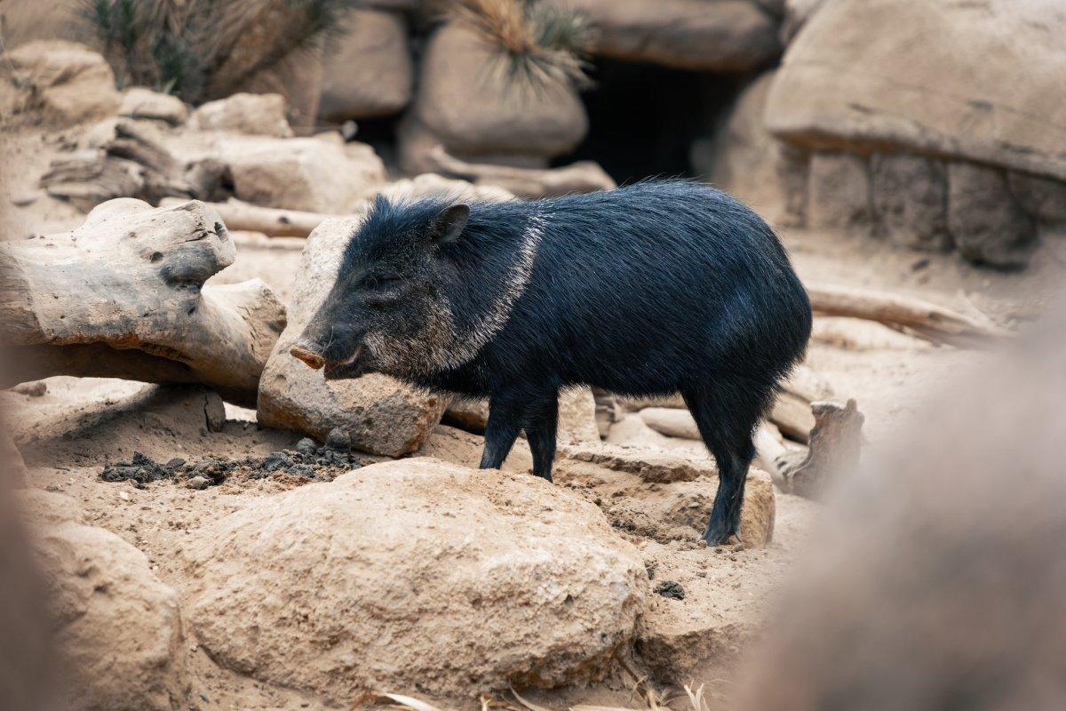 collared peccary is among the animals of the bahamas