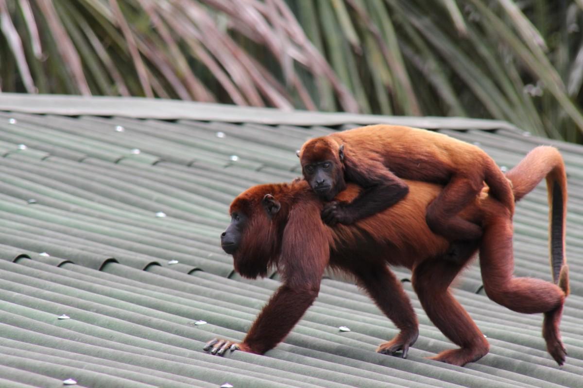 colombian red howler is among the wild animals venezuela has on its land