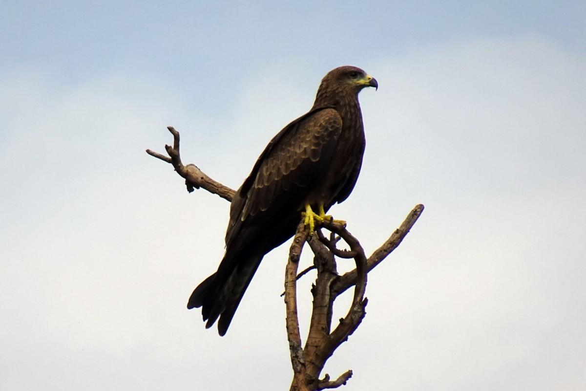 common black hawk