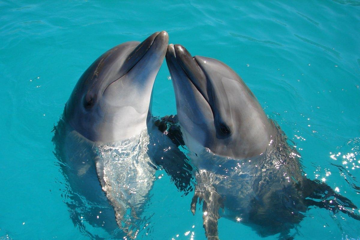 common bottlenose dolphin
