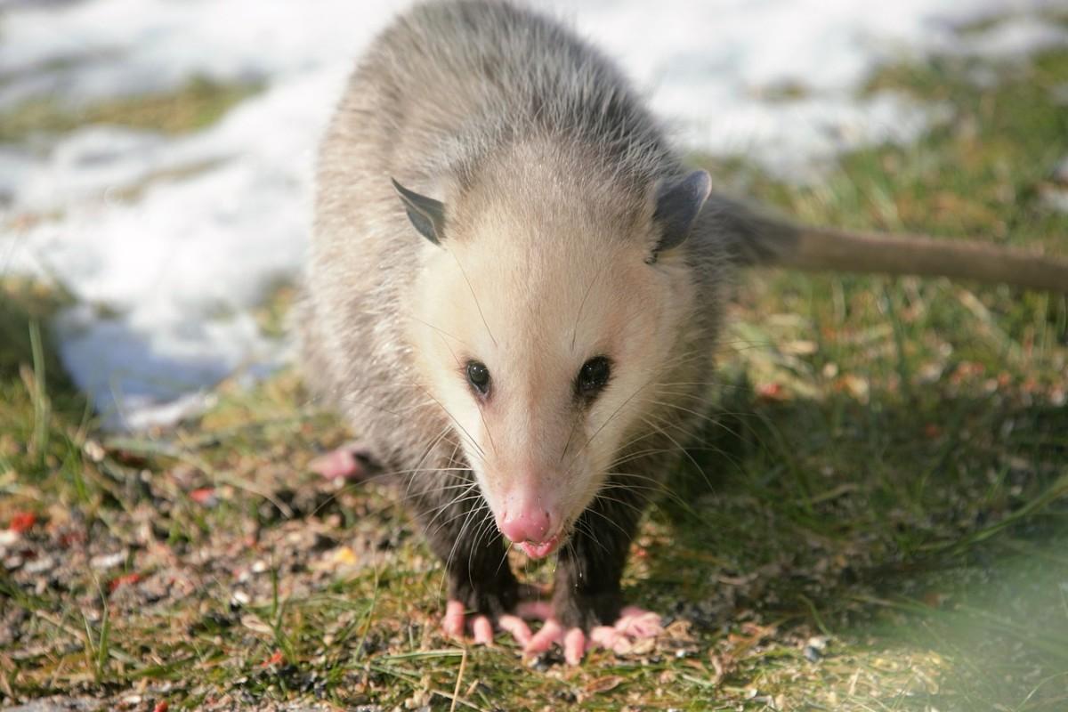 common opossum is among the animals of costa rica rainforest