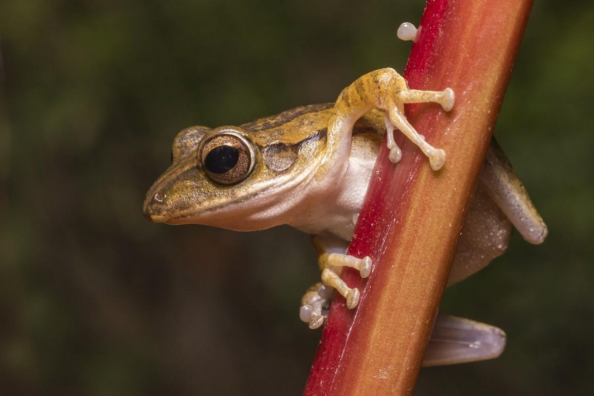 common tree frog is in the list of wild animals in trinidad and tobago