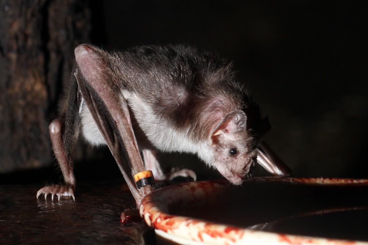 common vampire bat is part of the costa rica wildlife