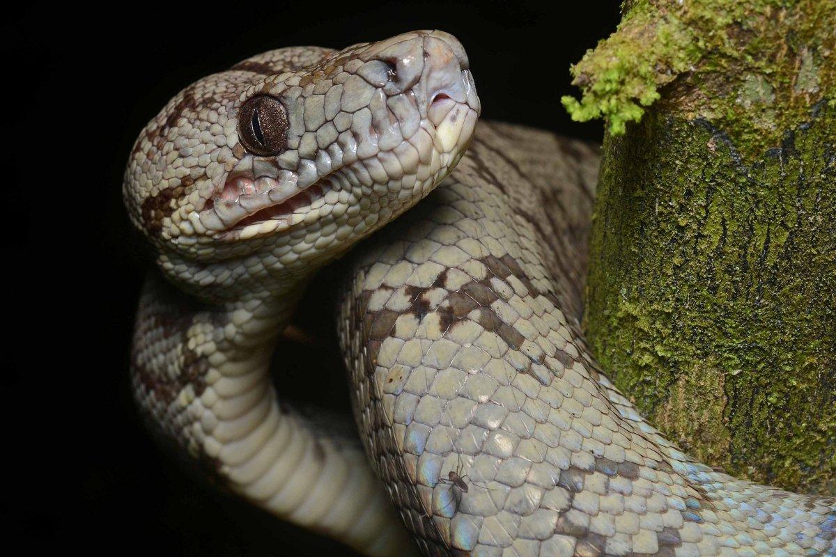 conception bank silver boa is one of the endangered animals in the bahamas