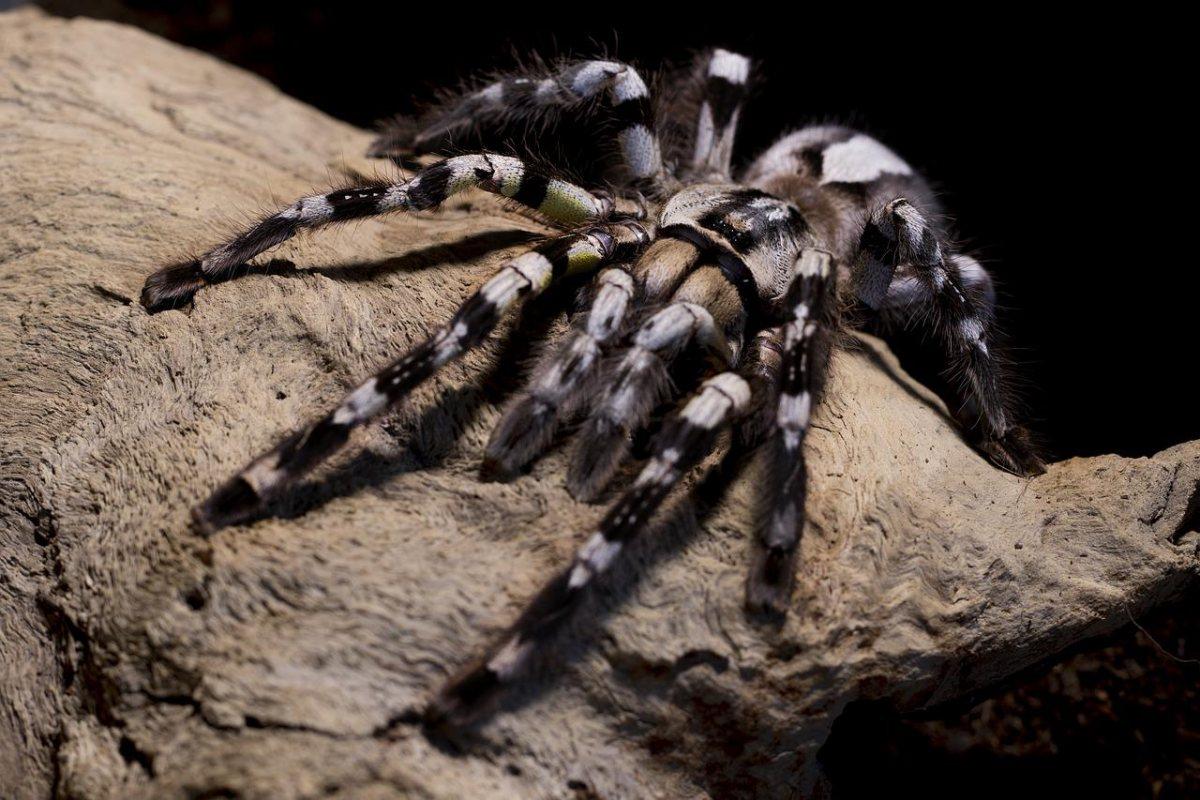 costa rican zebra tarantula