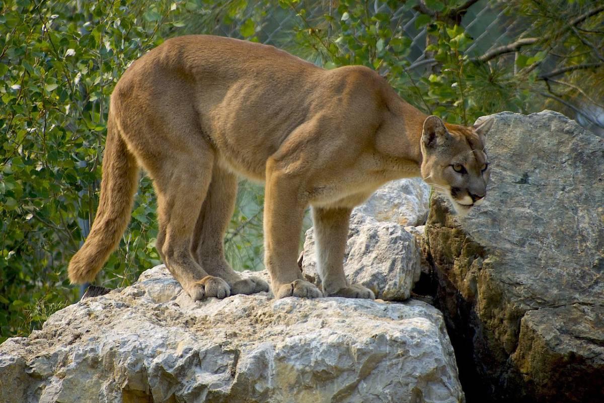 cougar is among the animals of panama