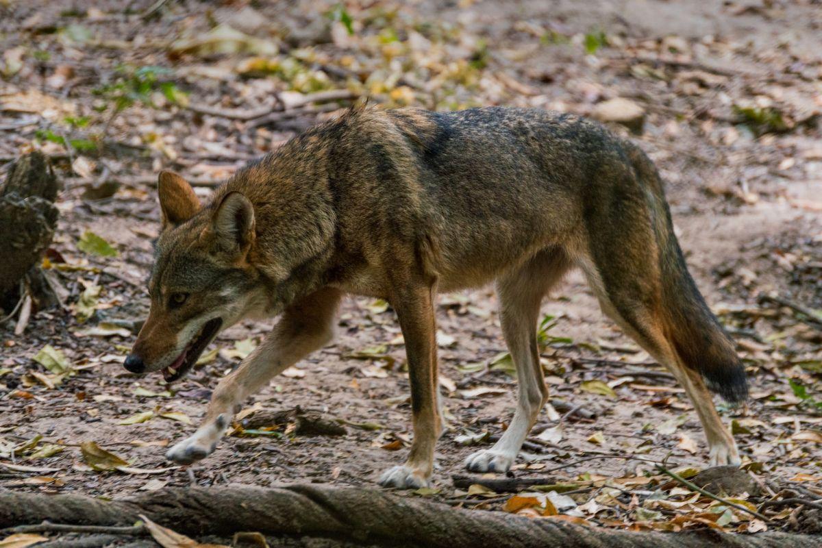 coyote is one of the animals from panama