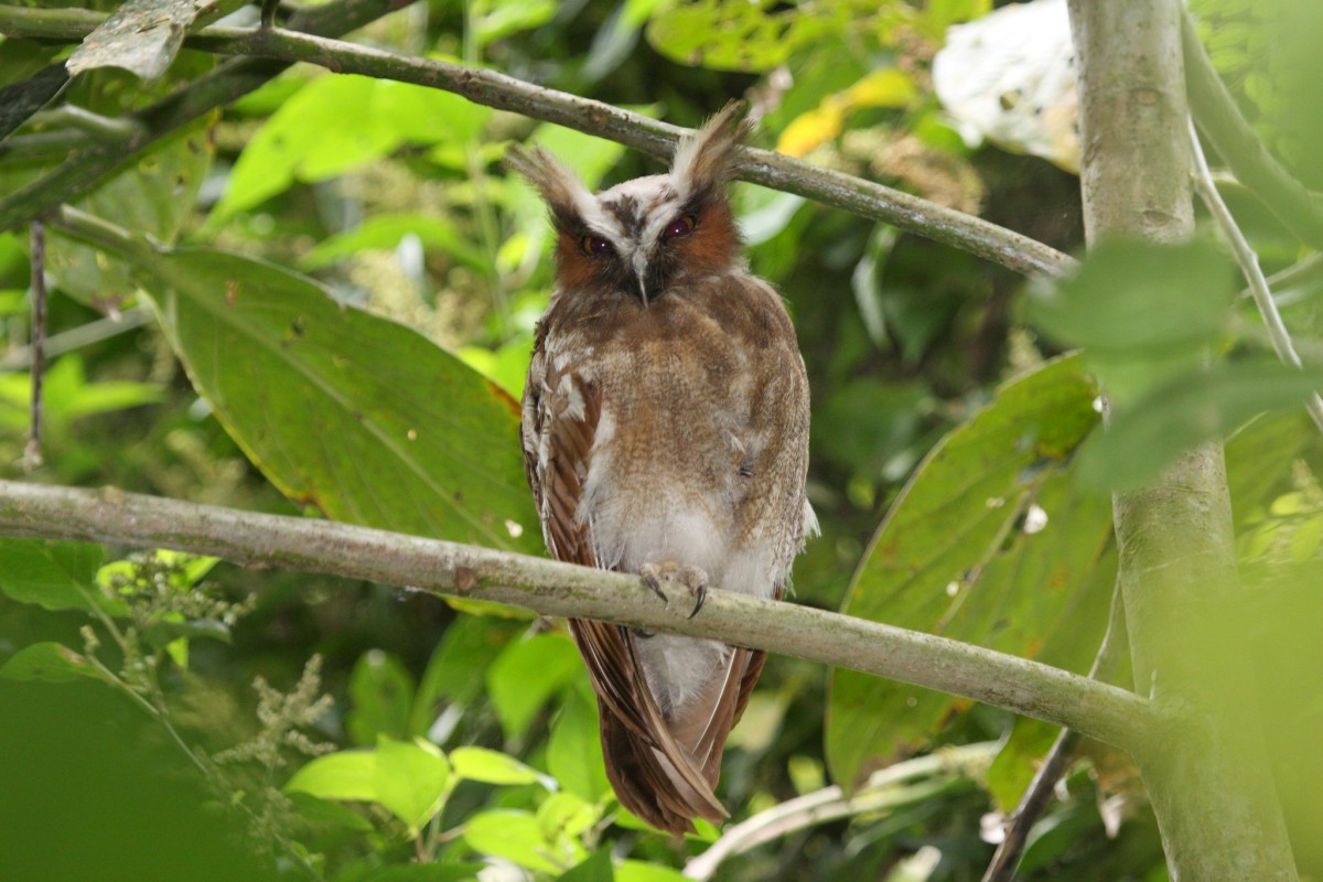 crested owl is one of the native mexican animals