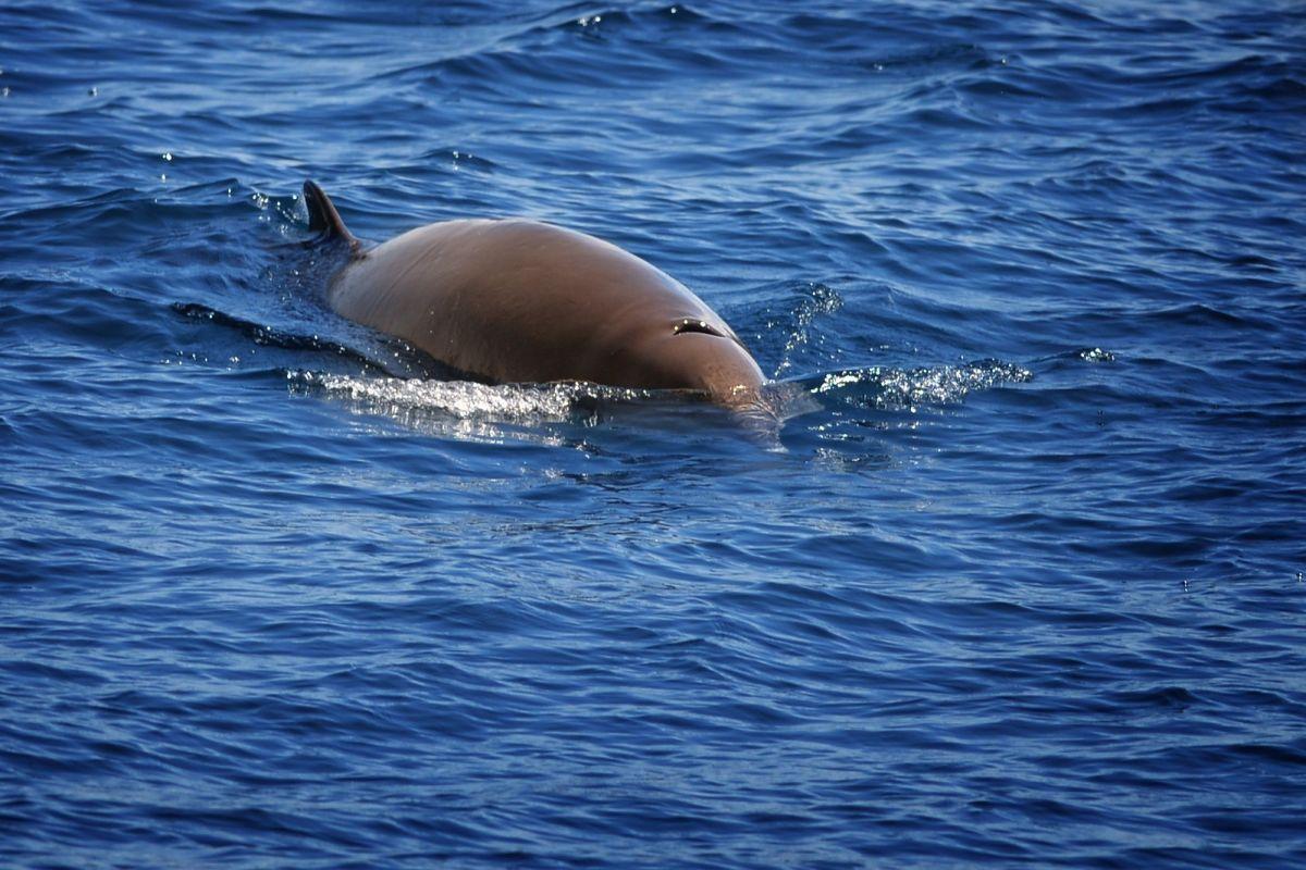 cuvier's beaked whale