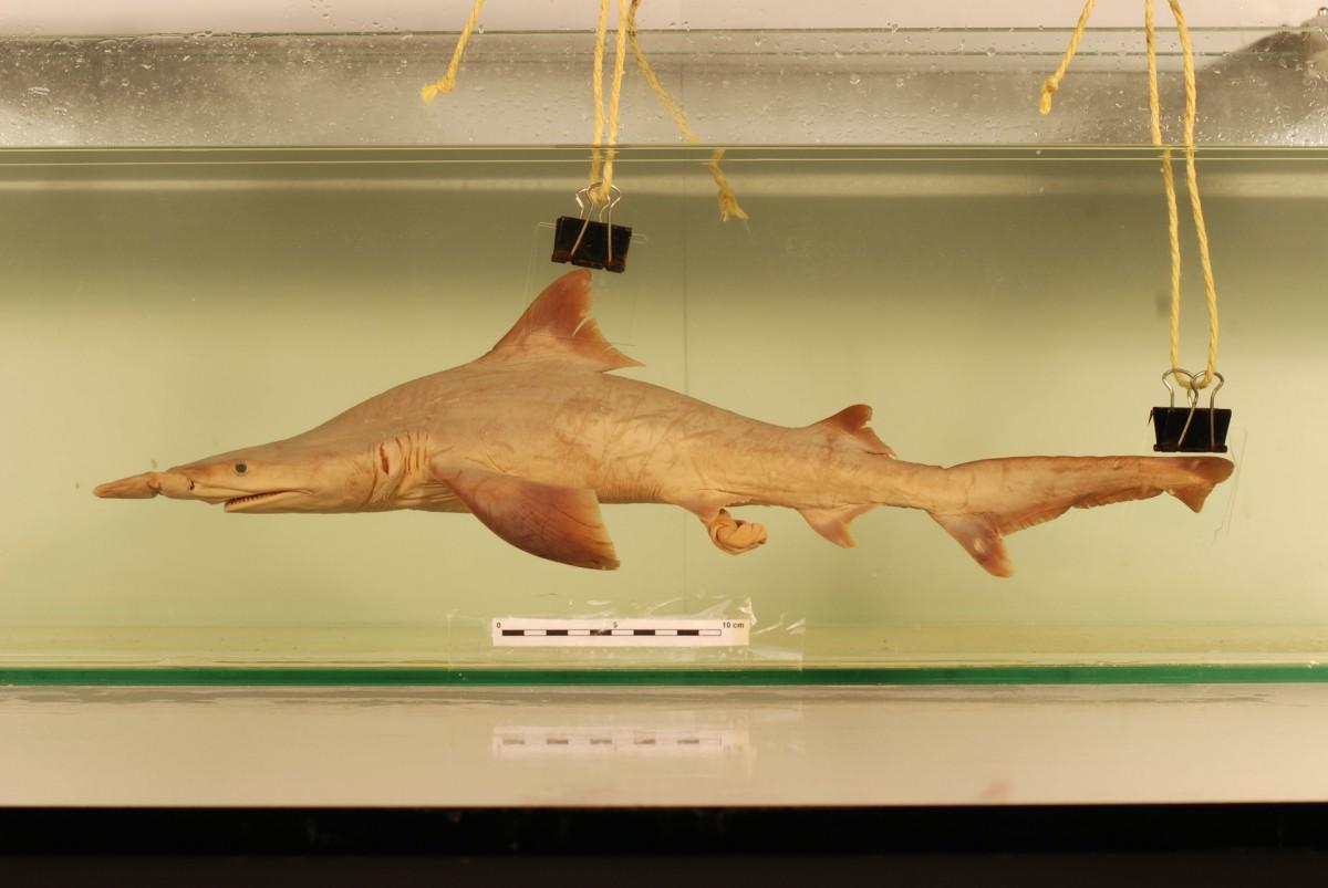 daggernose shark is one of the endangered species in guyana