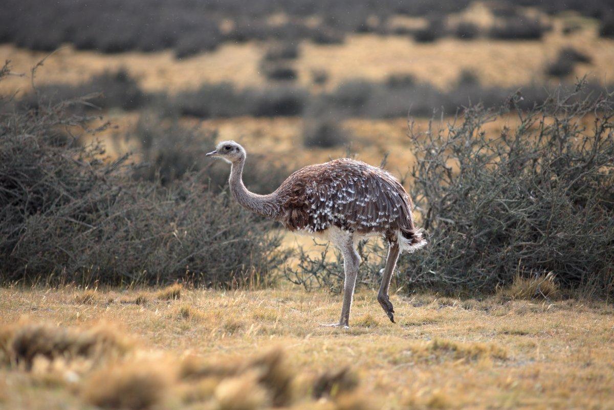 darwin rhea is one of the native animals of peru