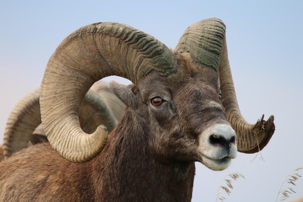 desert bighorn sheep is one of mexico wildlife animals