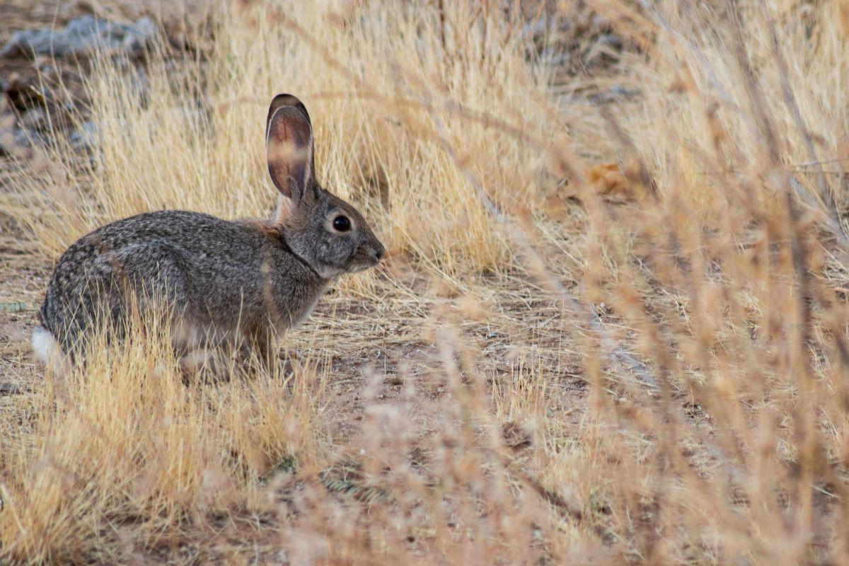 dice's cottontail is among the animals that live in panama
