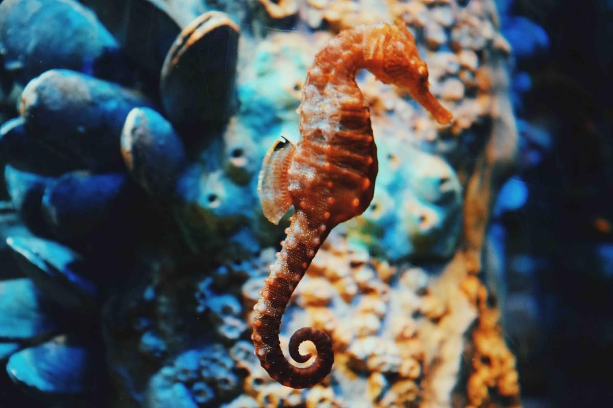 dwarf seahorse is one of the wild animals in bahamas