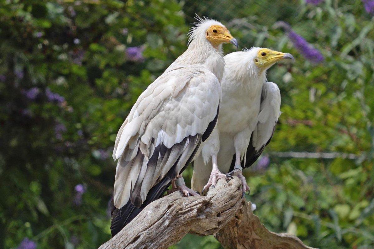 egyptian vulture is part of the serbia wildlife