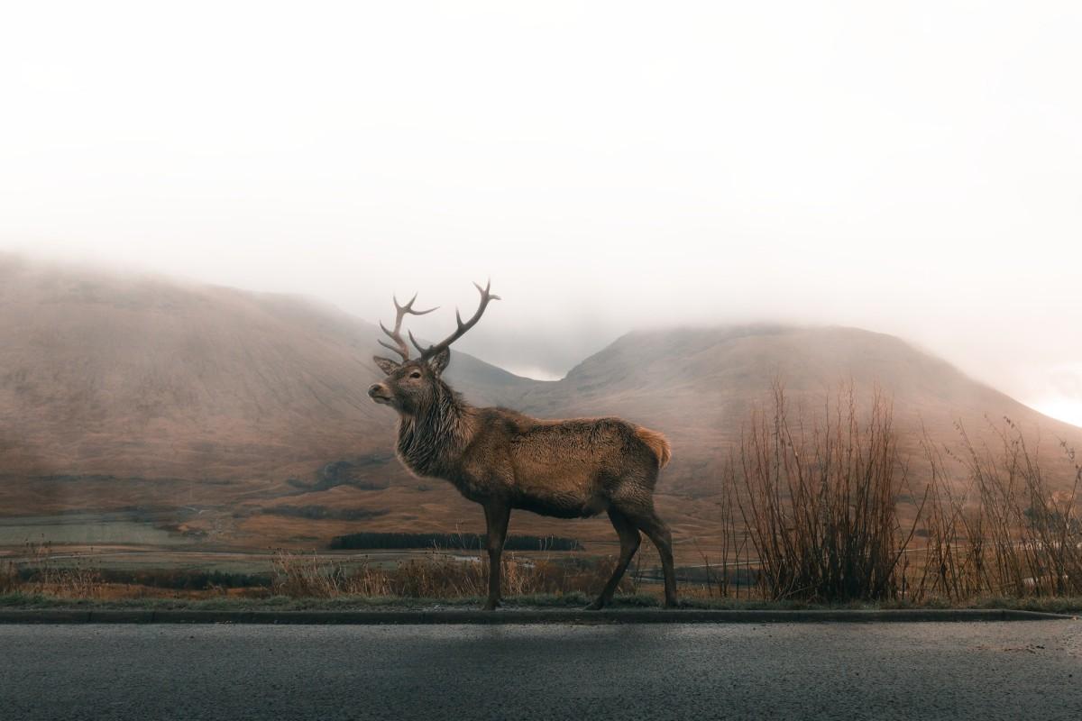 elk is one of the native animals of poland