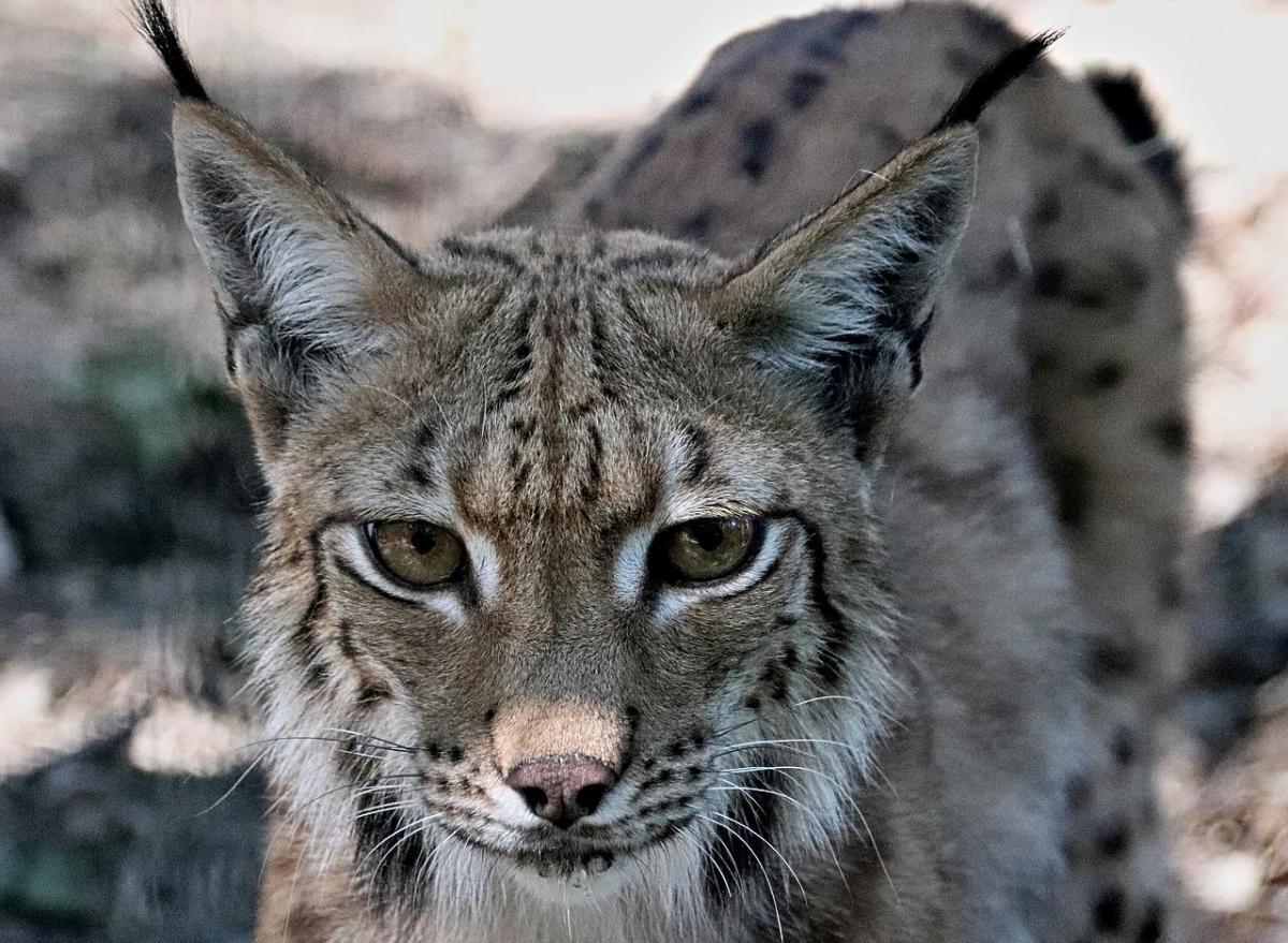 eurasian lynx is romania national animal