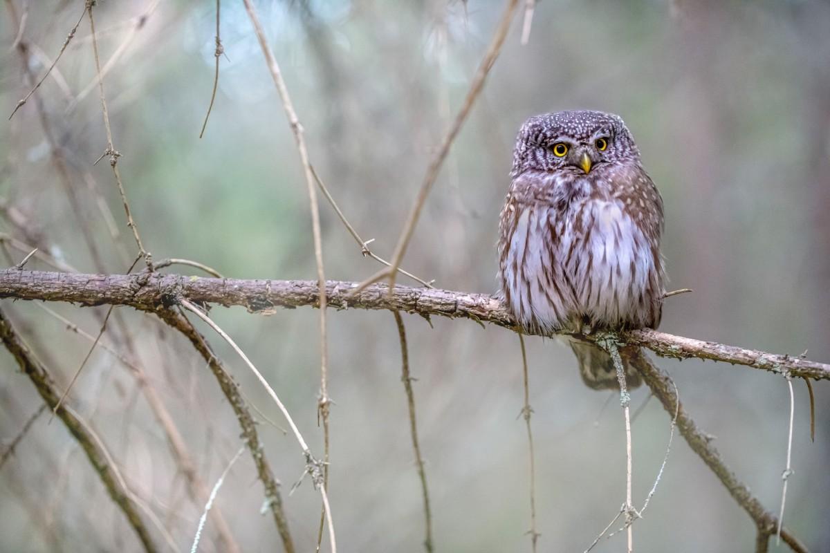 eurasian pygmy owl