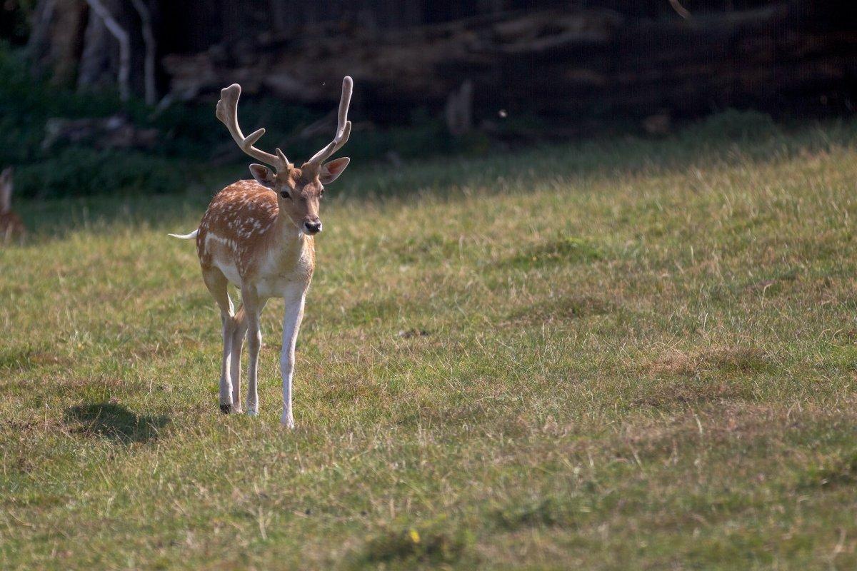 european fallow deer is the national animal of antigua and barbuda