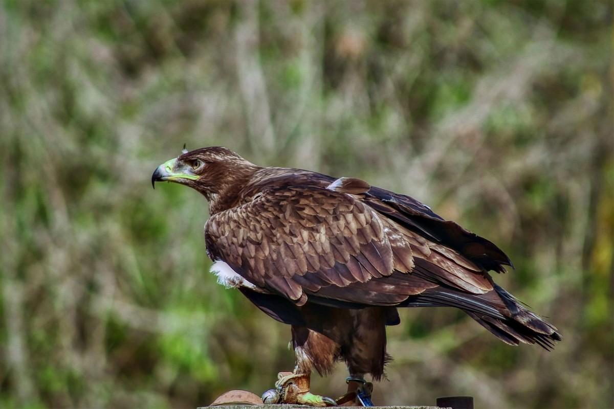 european golden eagle is one of the romanian animals