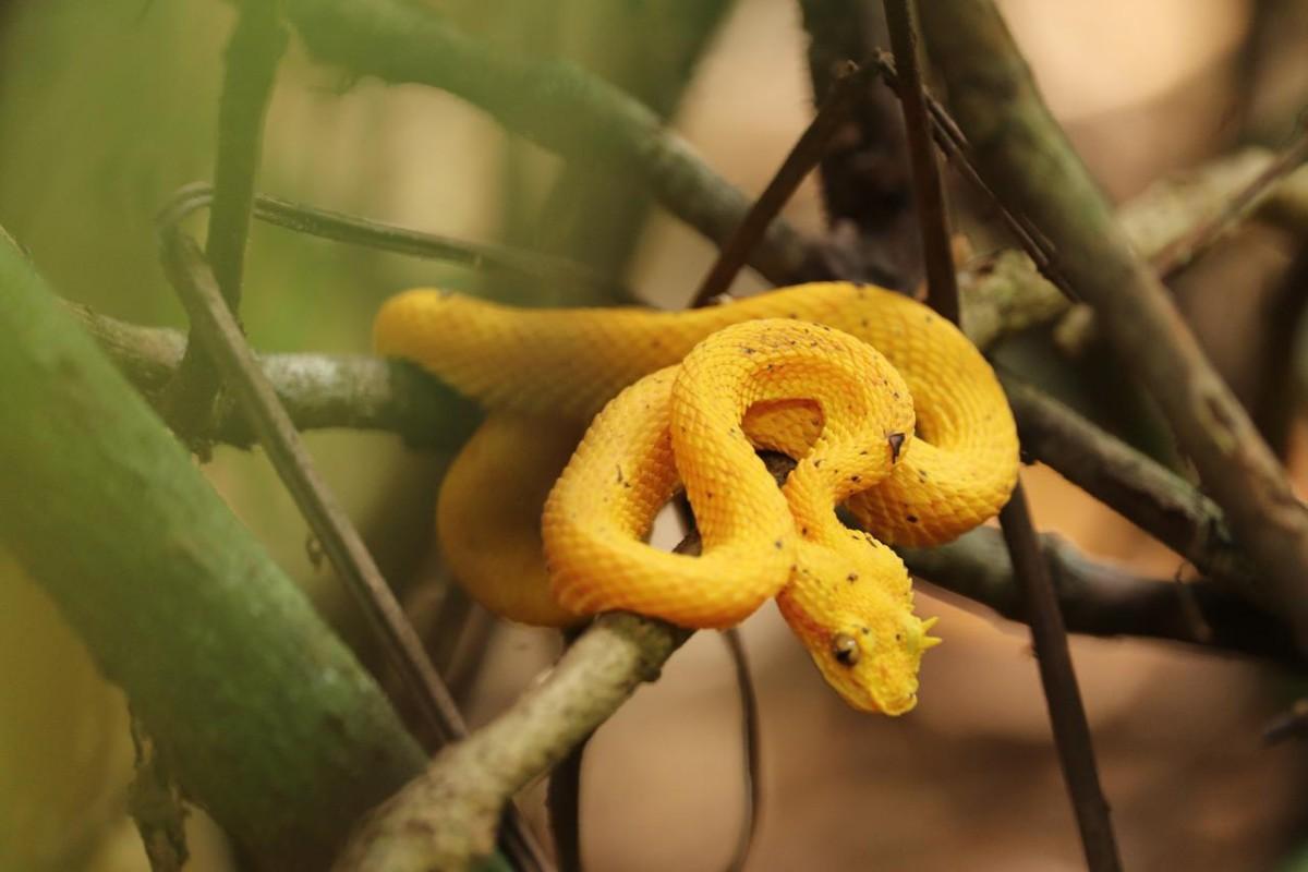 eyelash viper is one of the rainforest animals in costa rica