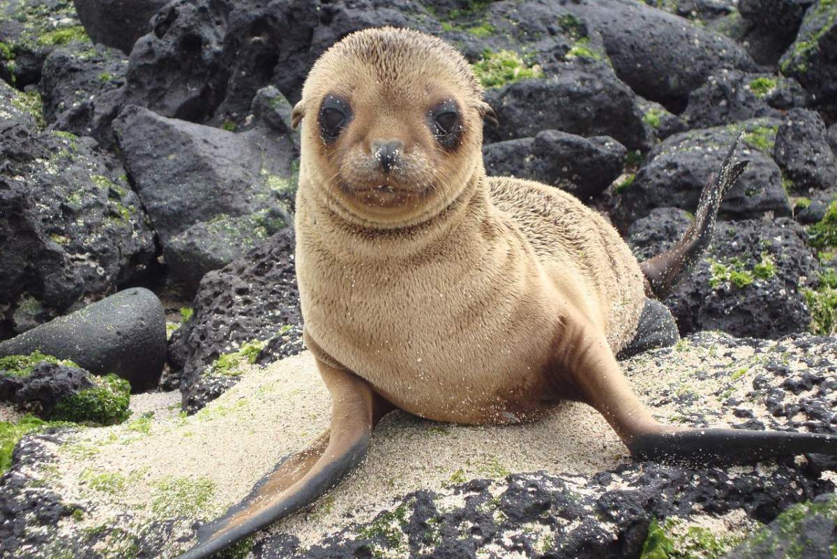 galpagos sea lion