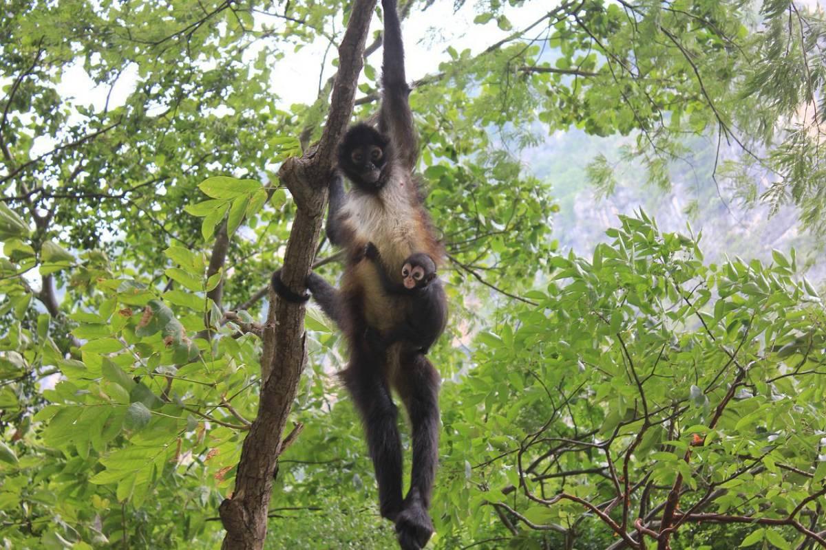 geoffroy's spider monkey is one of the guatemala rainforest animals