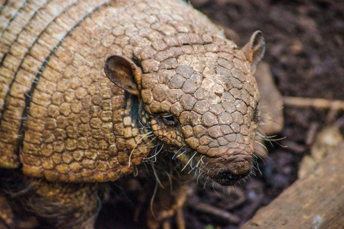 giant armadillo is among the common animals in venezuela