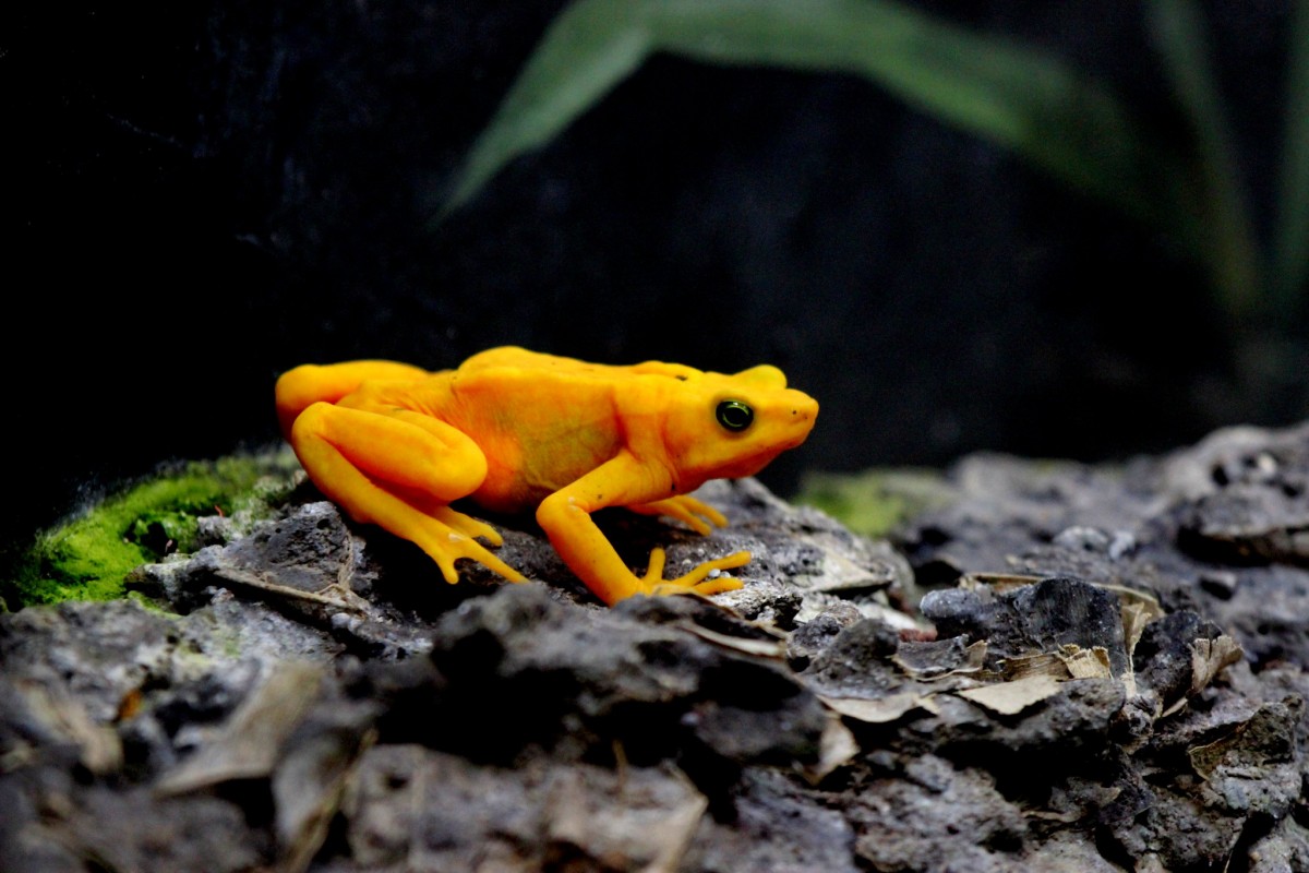 golden toad is among the endangered animals costa rica