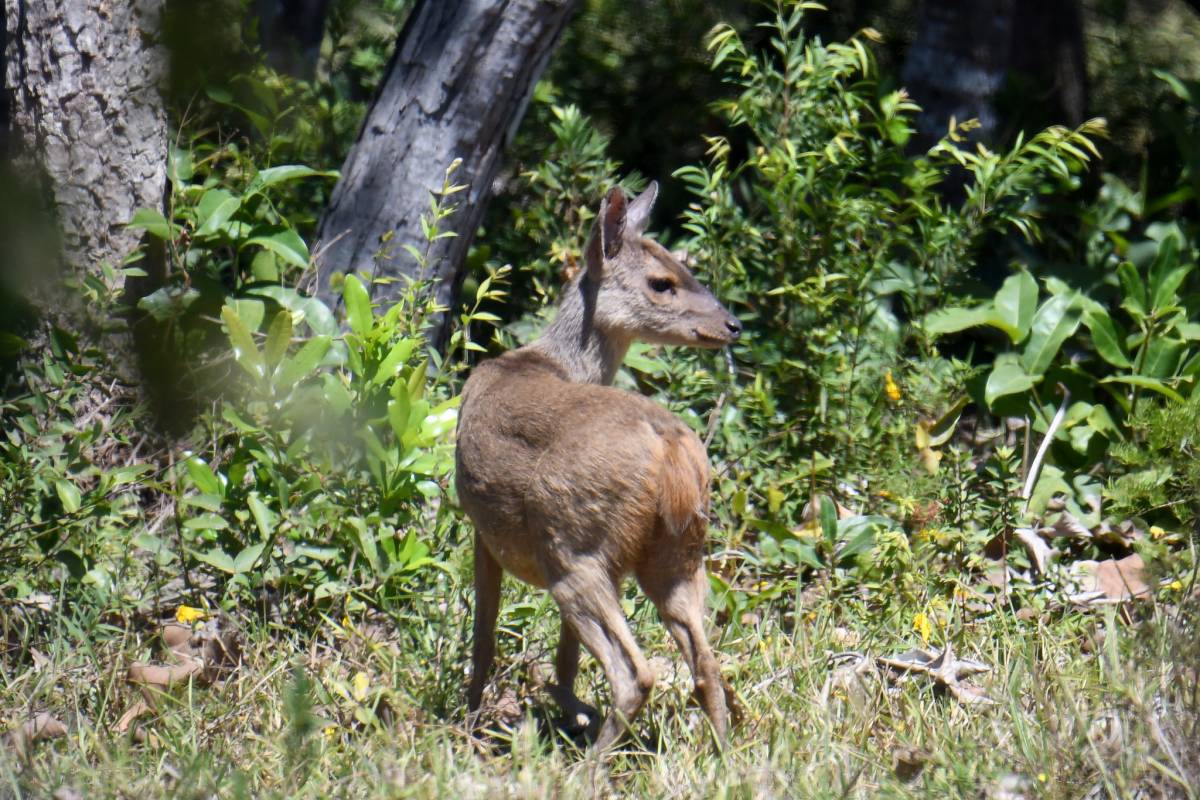 gray brocket is one of the animals of uruguay