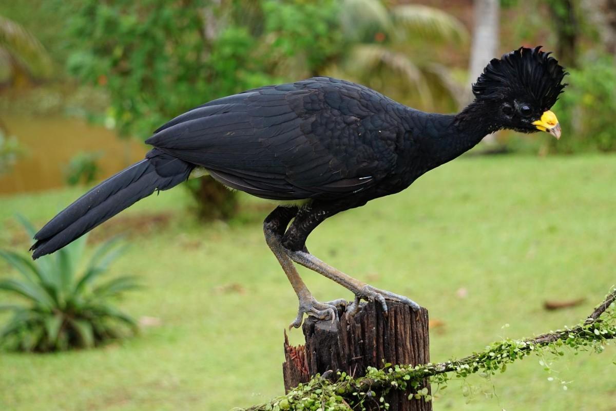 great curassow is among the types of animals in costa rica