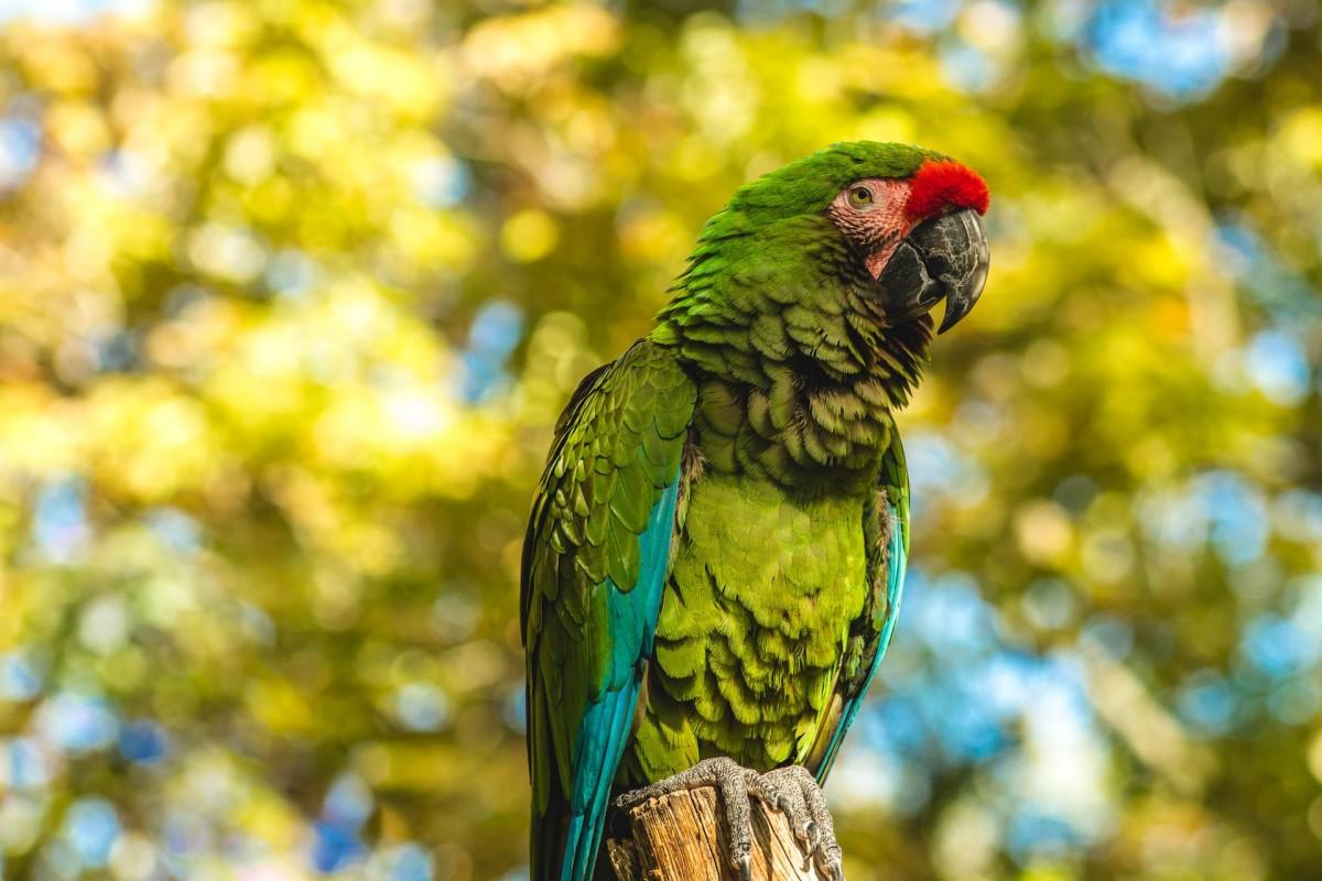 great green macaw is among the endangered animals in honduras
