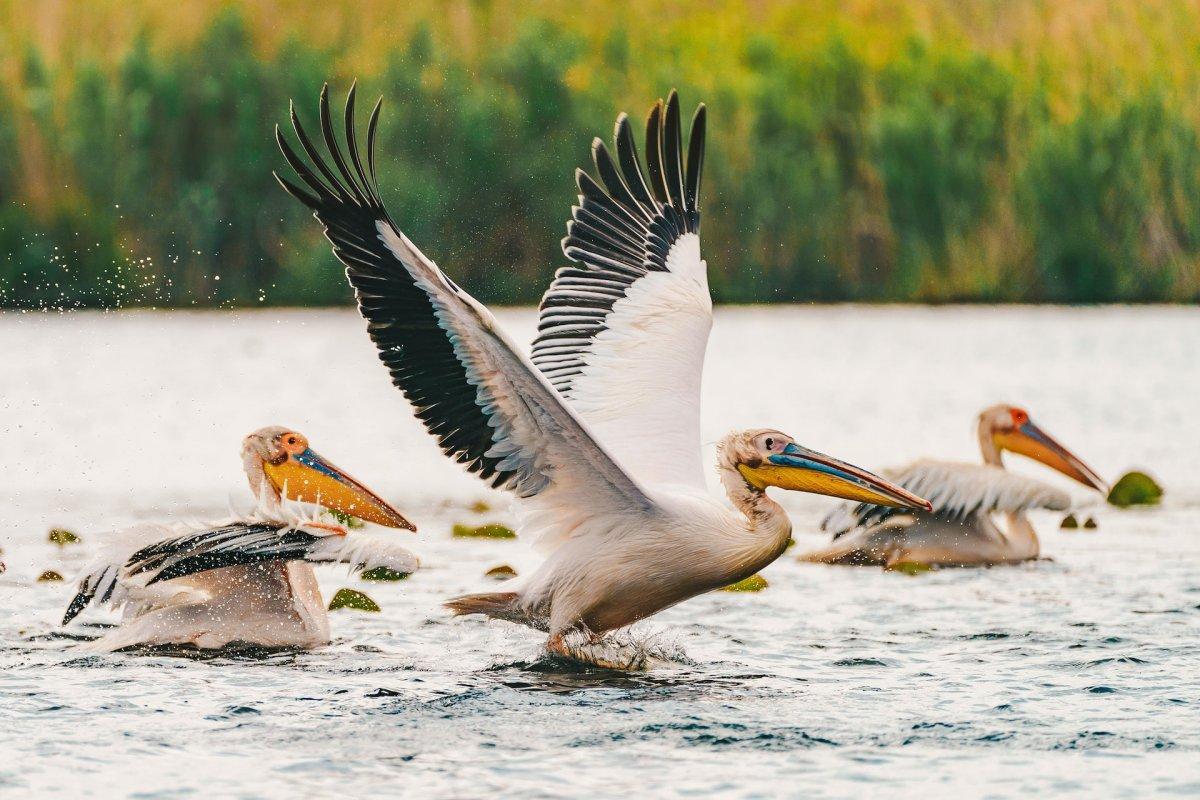great white pelican is one of the romanian wild animals