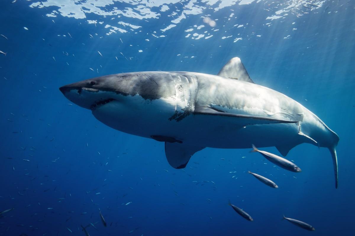 great white shark is among the animals native to mexico