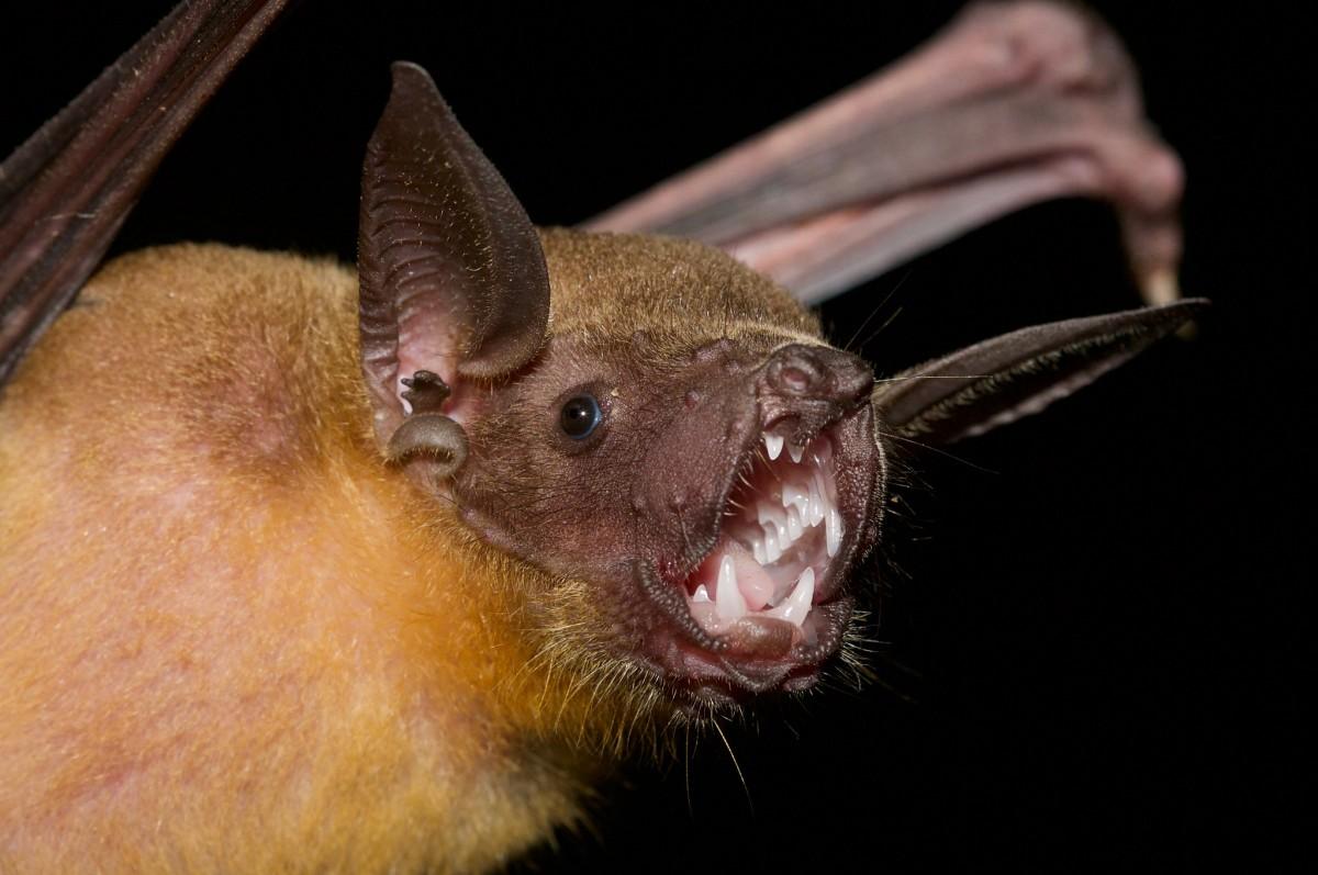 greater bulldog bat is one of haiti wildlife animals
