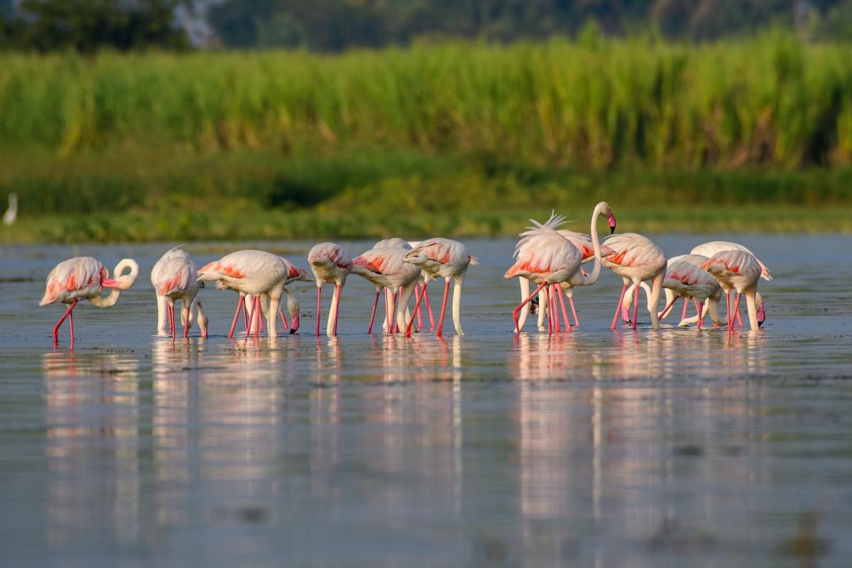 greater flamingo is one of jamaica wildlife animals