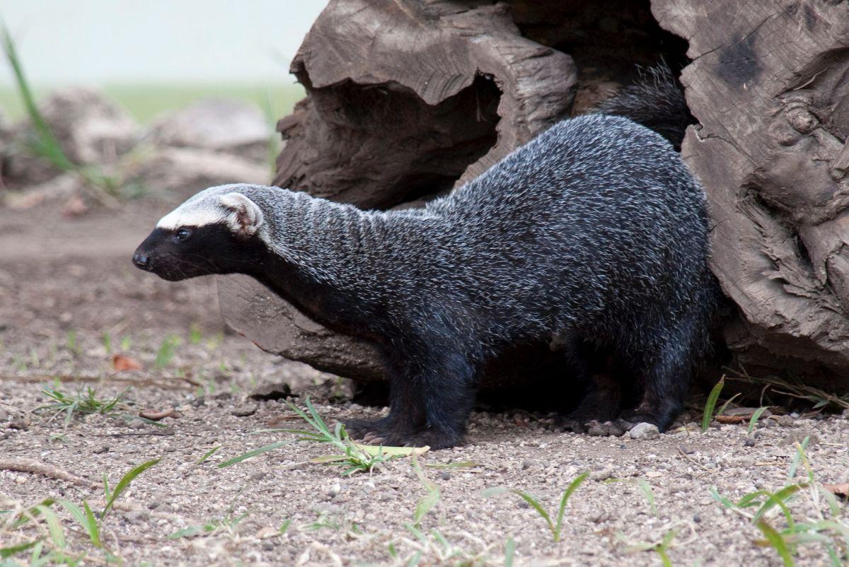 greater grison is one of the animals el salvador has on its land