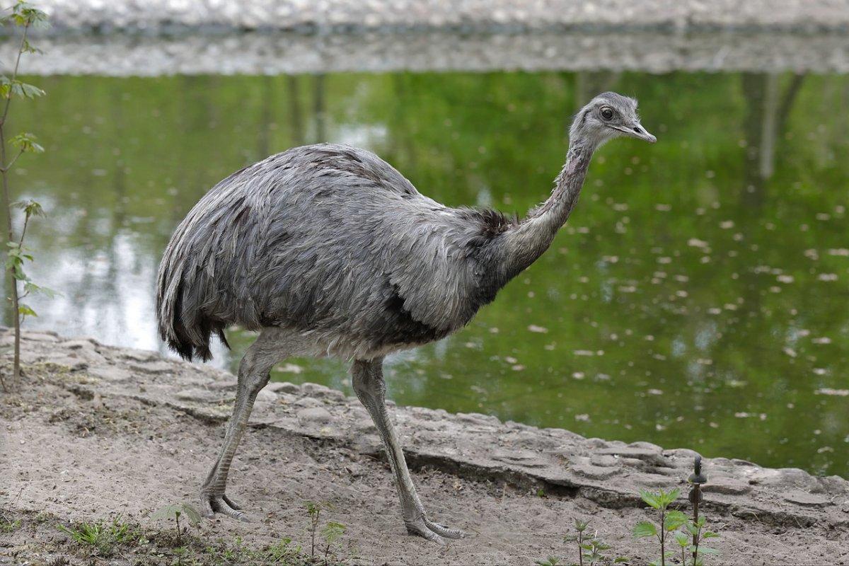 greater rhea