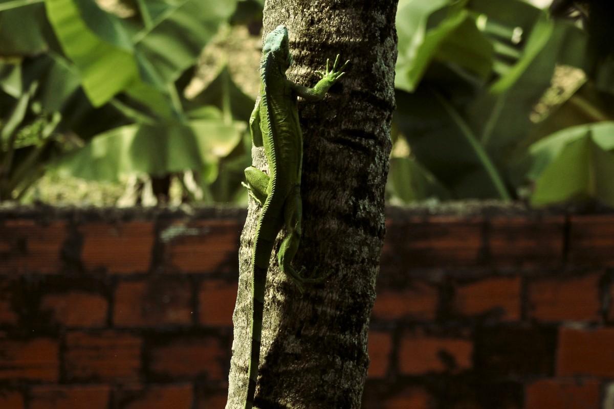green iguana is part of the wildlife of trinidad and tobago