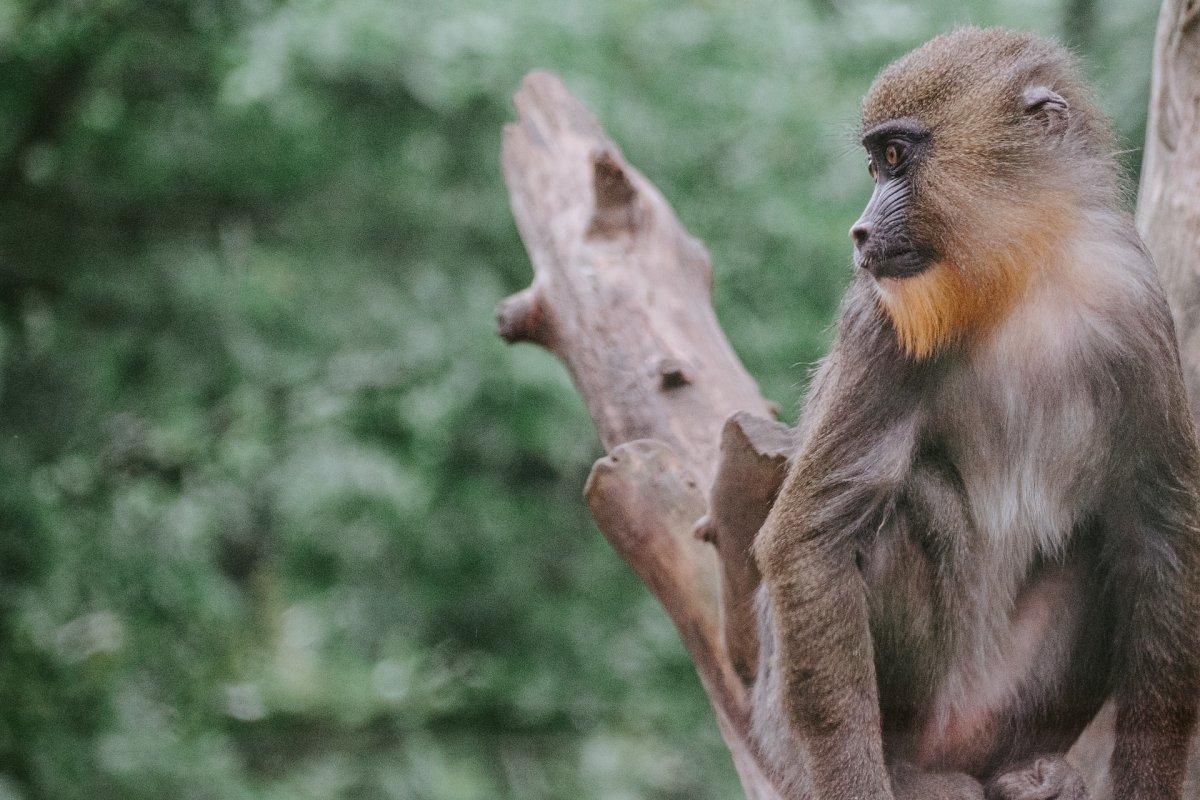 green monkey is part of the barbados wildlife