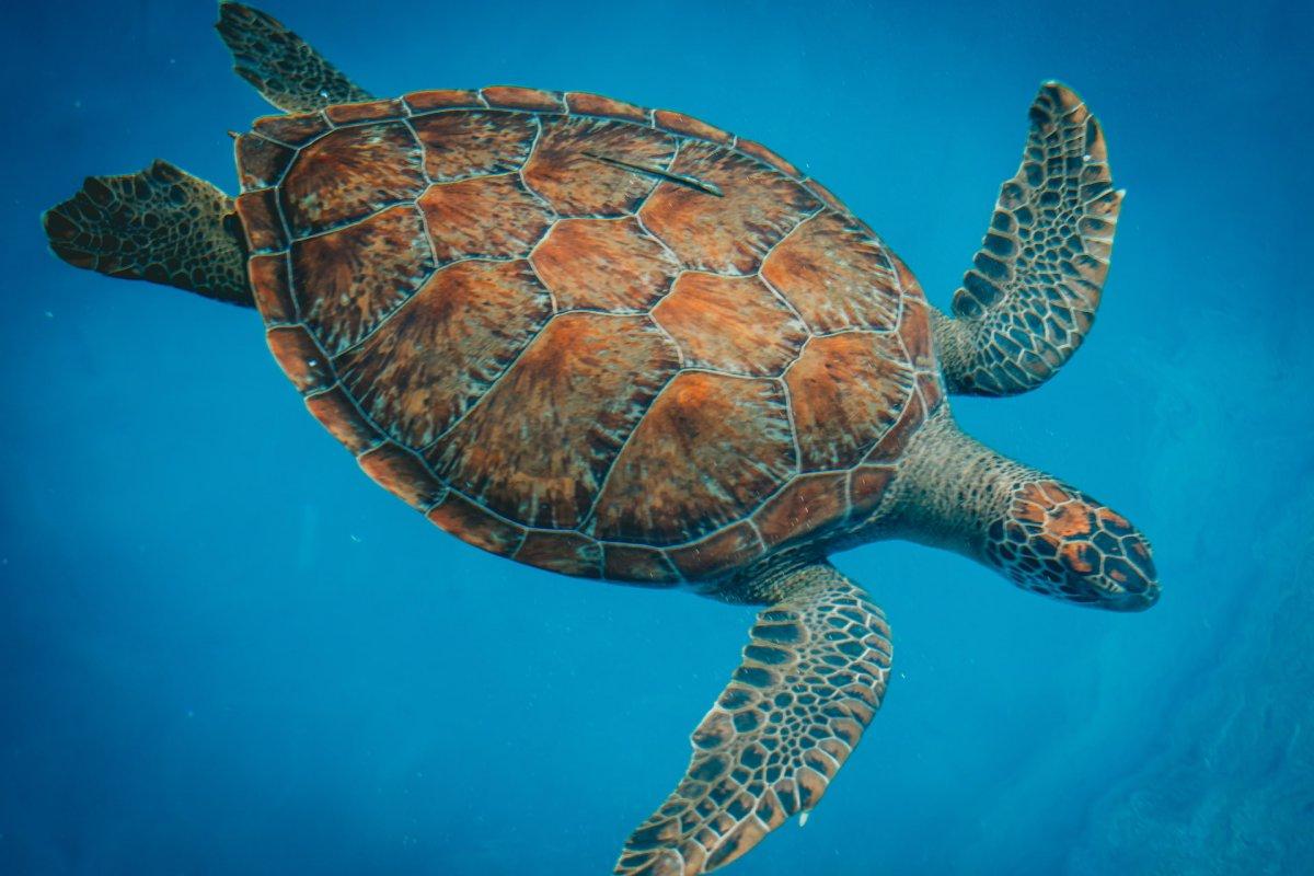 green sea turtle is one of the bahamas animals
